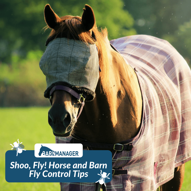 Fly Control for Suburban or Small Acreage Horse Owners